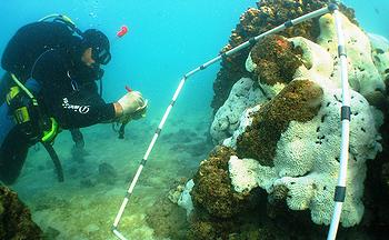 The Kuwait Dive Team discovers widespread coral bleaching in Kuwaiti waters, October 2010.